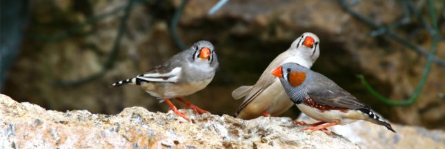 pollution sonore oiseaux