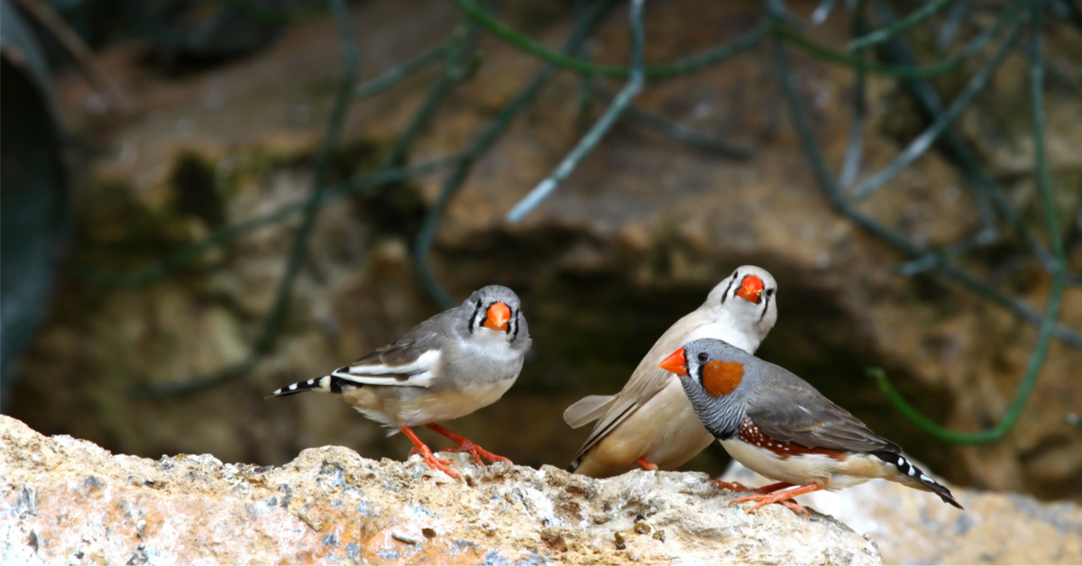 L'intelligence des oiseaux menacée par le bruit des humains L'intelligence des oiseaux menacée par le bruit des humains