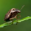 Comment se débarrasser des punaises diaboliques ? Comment se débarrasser des punaises diaboliques ?