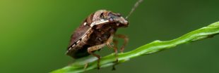 Comment se débarrasser des punaises diaboliques ? Comment se débarrasser des punaises diaboliques ?
