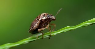 Comment se débarrasser des punaises diaboliques ? Comment se débarrasser des punaises diaboliques ?