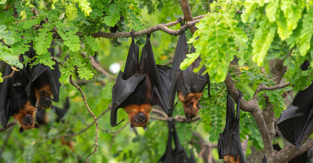 Covid-19 : le réchauffement climatique en cause ? Covid-19 : le réchauffement climatique en cause ?