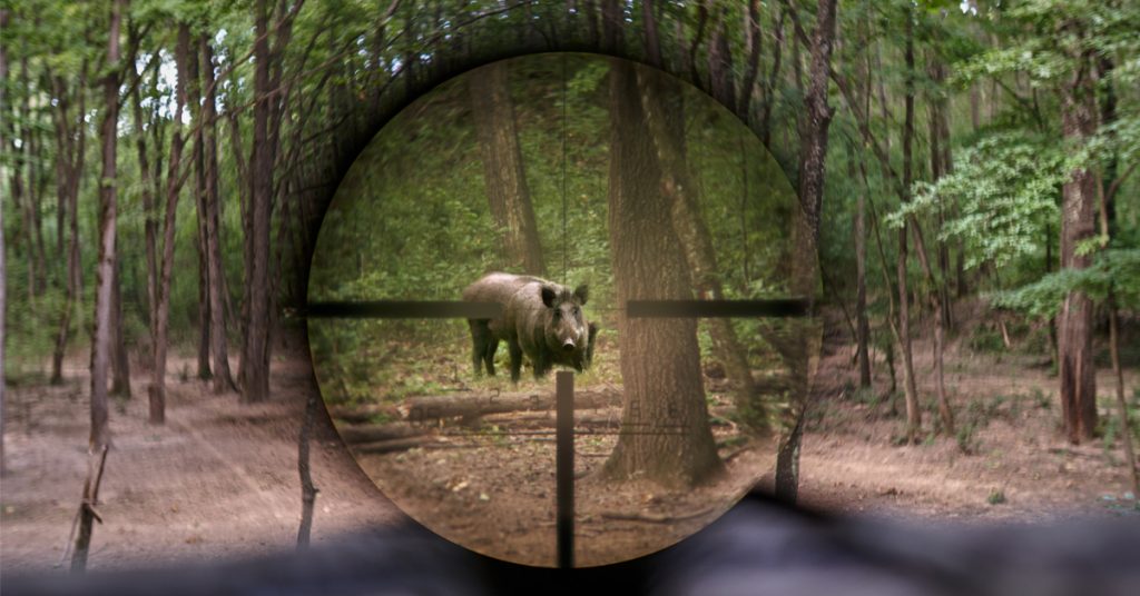 Alsace : du sanglier à la cantine pour écouler les stocks de la chasse ?