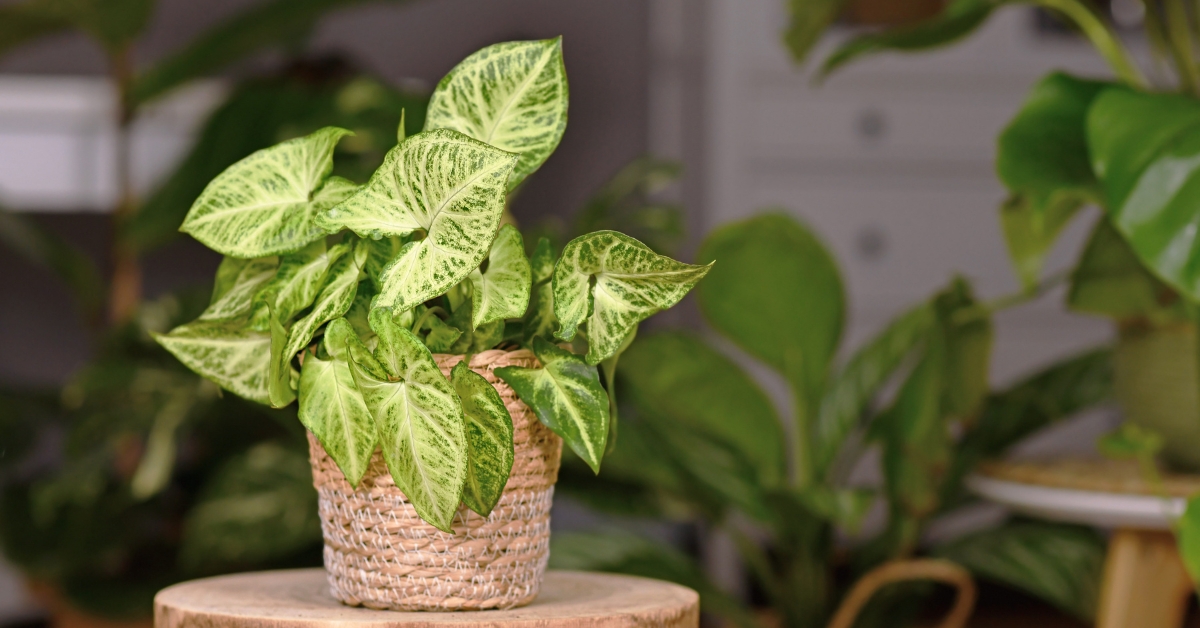 En février : bouturer le syngonium En février : bouturer le syngonium