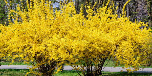 taille forsythia