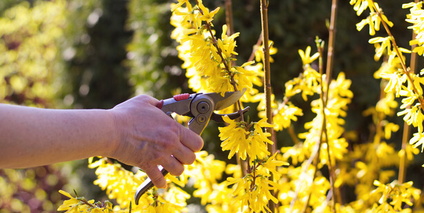 taille forsythia