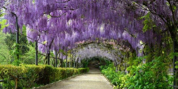 taille glycine