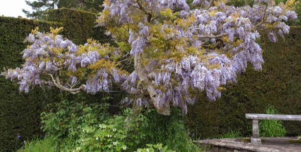 taille glycine