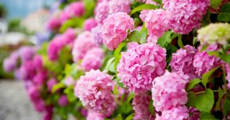 Tous les conseils pour bien réaliser la taille de l'hortensia Tous les conseils pour bien réaliser la taille de l'hortensia