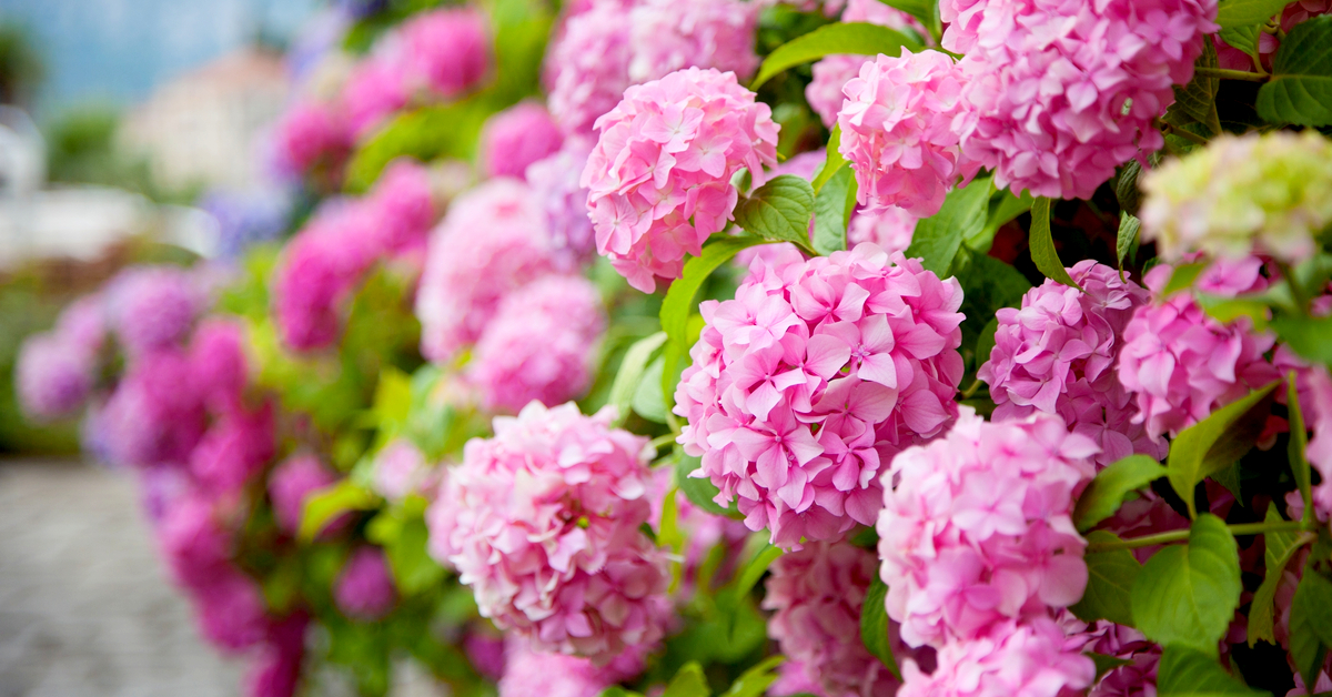 Tous les conseils pour bien réaliser la taille de l'hortensia Tous les conseils pour bien réaliser la taille de l'hortensia