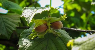 Tous les conseils pour savoir comment tailler un noisetier Tous les conseils pour savoir comment tailler un noisetier