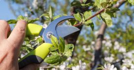 Ce qu’il faut savoir sur la taille du prunier Ce qu’il faut savoir sur la taille du prunier