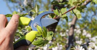 Ce qu'il faut savoir sur la taille du prunier Ce qu'il faut savoir sur la taille du prunier