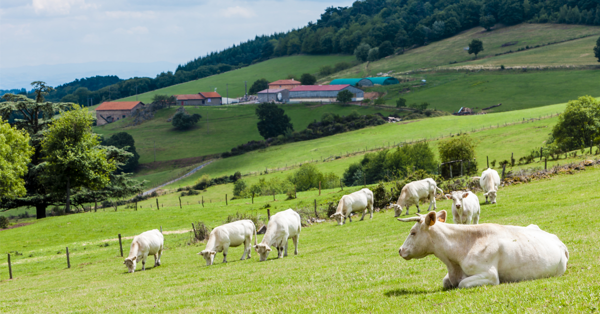 Bétail, GPS, récoltes... Les voleurs sont dans le pré