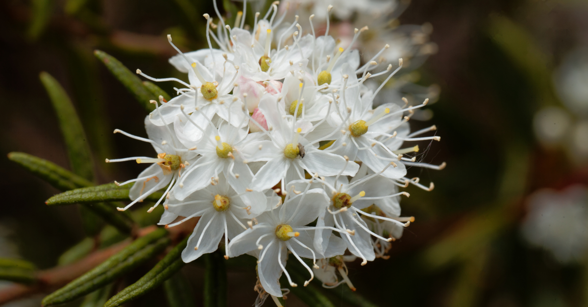 Lédon du Groenland - Une huile essentielle calmante et régénérante