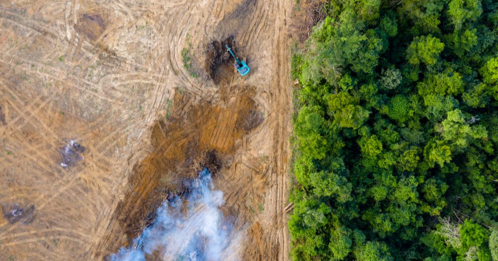 L’alimentation d’un occidental moyen coûte 4 arbres par an à la forêt