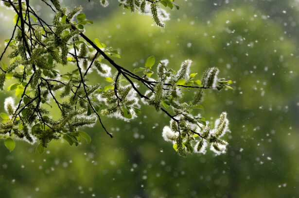 allergies printemps