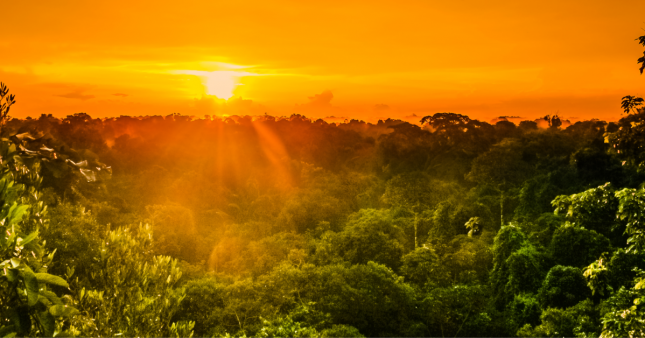 L’Amazonie a le cancer du poumon !