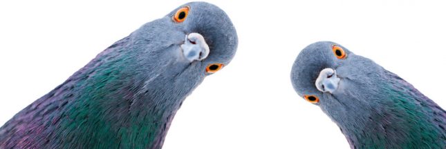 anti-pigeon
