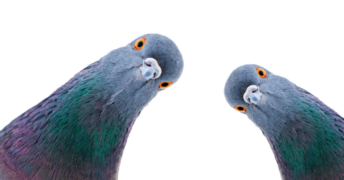 Quels sont les meilleurs répulsifs anti-pigeon ?