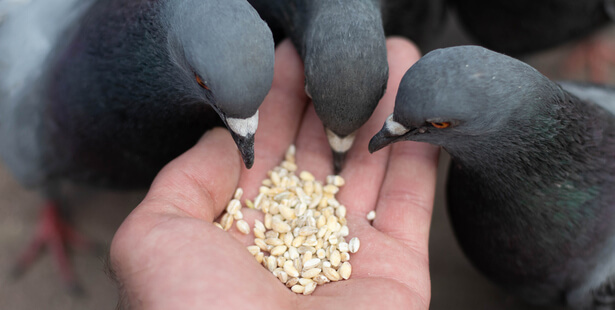 Quels sont les meilleurs répulsifs anti-pigeon ?