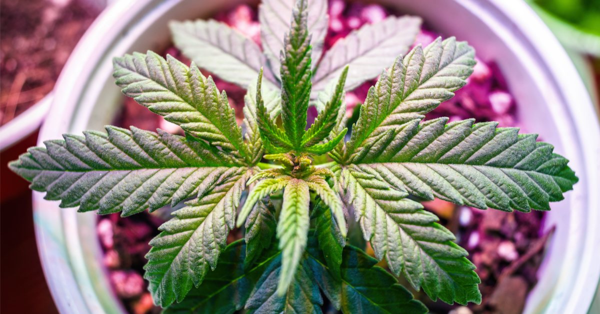 Colorado - Quand la culture du cannabis pollue plus que l'industrie du charbon !