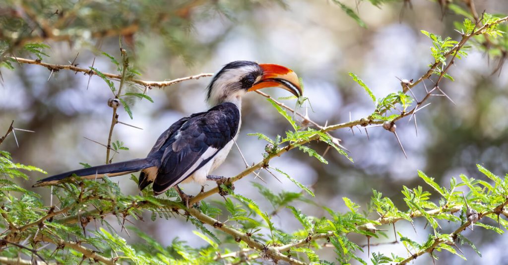 Biodiversité : une carte interactive pour trouver des espèces inconnues