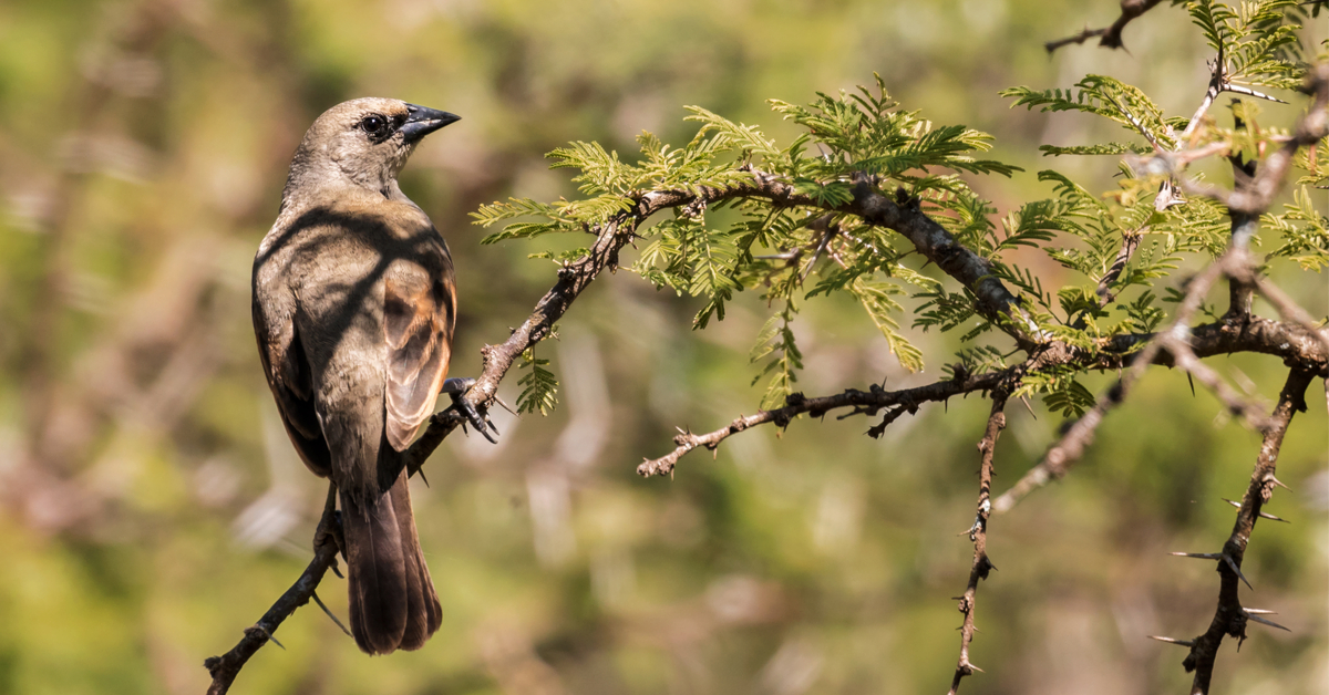 Chasse à la glu : ancestrale ou pas, c'est fini !