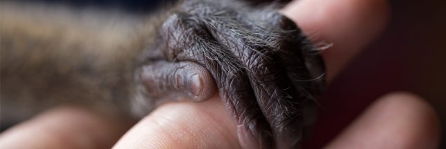 commerce de singes de labo