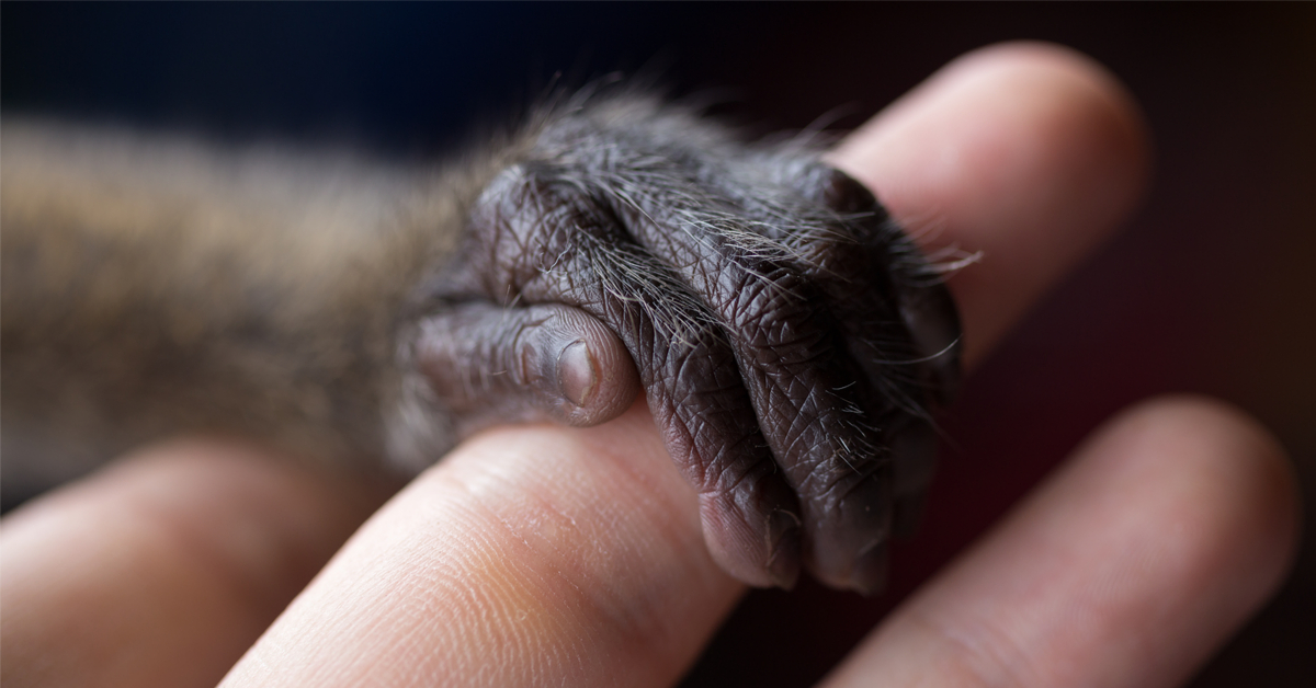 Commerce de singes de labo - Carton rouge pour la France ! Commerce de singes de labo - Carton rouge pour la France !