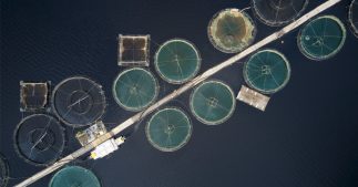 Bien-être animal - Horreur dans les élevages de saumons en Écosse Bien-être animal - Horreur dans les élevages de saumons en Écosse