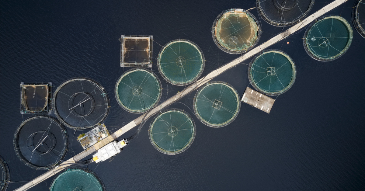 Bien-être animal - Horreur dans les élevages de saumons en Écosse Bien-être animal - Horreur dans les élevages de saumons en Écosse