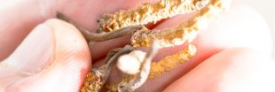 Le cordyceps, le champignon vitalité Le cordyceps, le champignon vitalité