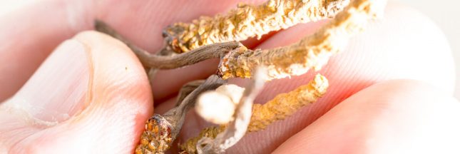 cordyceps sinensis