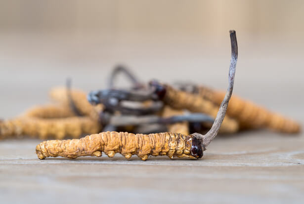 cordyceps danger