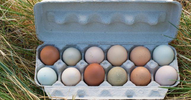 Pourquoi Les Oeufs N Ont Ils Pas Tous La Meme Couleur