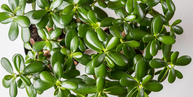 CRASSULA OVATA .l'arbre de jade. - BALADES ENTOMOLOGIQUES