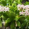 Crassula ovata - Tout savoir pour cette belle succulente ! Crassula ovata - Tout savoir pour cette belle succulente !