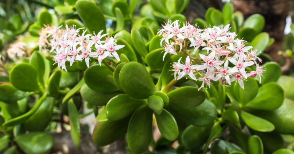 Crassula ovata – Tout savoir pour cette belle succulente !