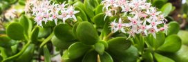 Crassula ovata - Tout savoir pour cette belle succulente ! Crassula ovata - Tout savoir pour cette belle succulente !