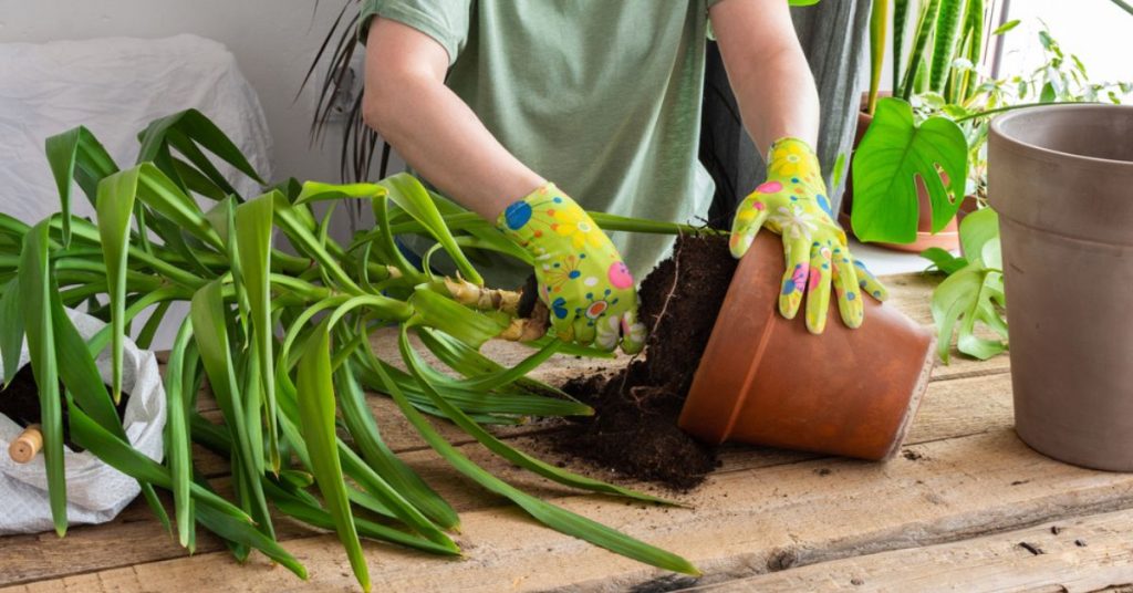 Tout ce qu’il vous faut savoir pour un bon entretien du yucca