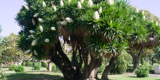 Ficus, fougère, yucca : comment bien entretenir ses plantes vertes ?