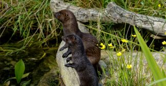 Liste rouge de la biodiversité : 1 espèce sur 5 menacée en France Liste rouge de la biodiversité : 1 espèce sur 5 menacée en France