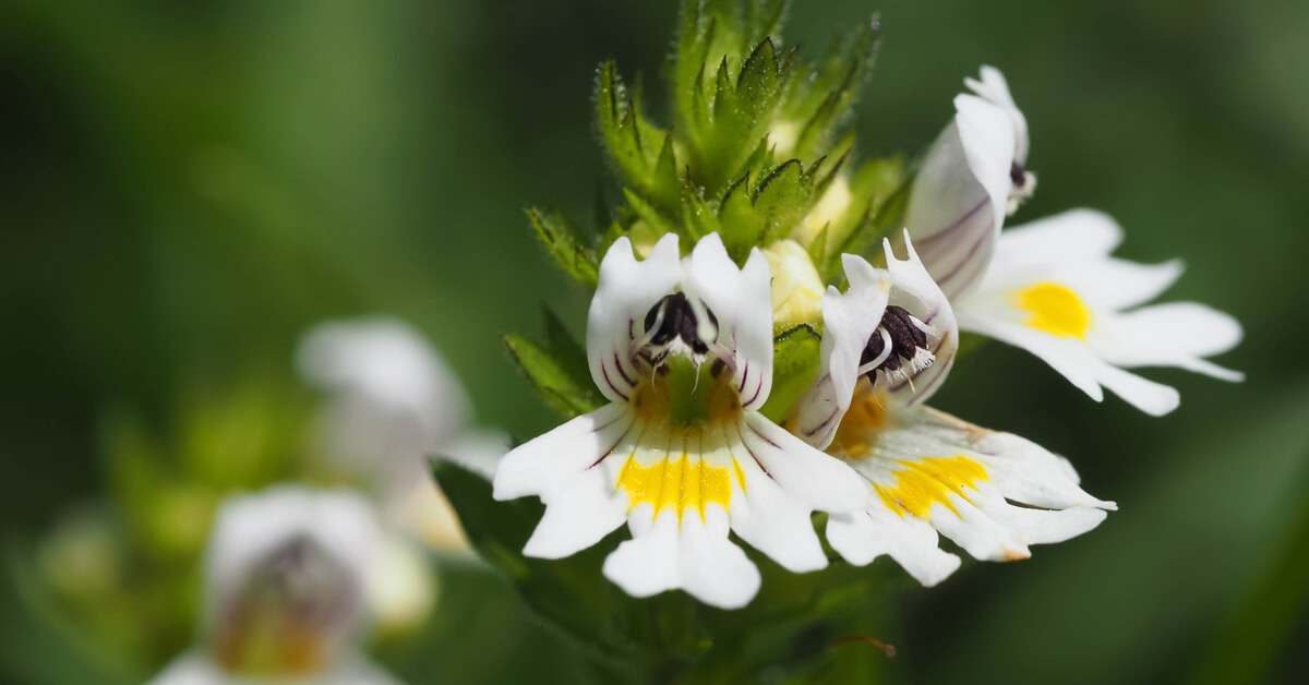 Les bienfaits de l’euphraise pour les problèmes oculaires : une plante médicinale anti-inflammatoire