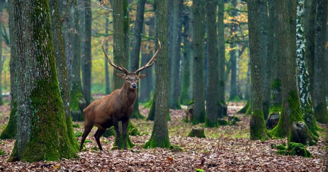 Les 7 plus belles forêts de France en images