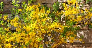 Tous les conseils pour savoir comment tailler le forsythia Tous les conseils pour savoir comment tailler le forsythia