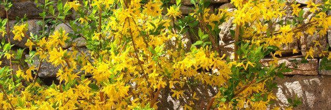 forsythia