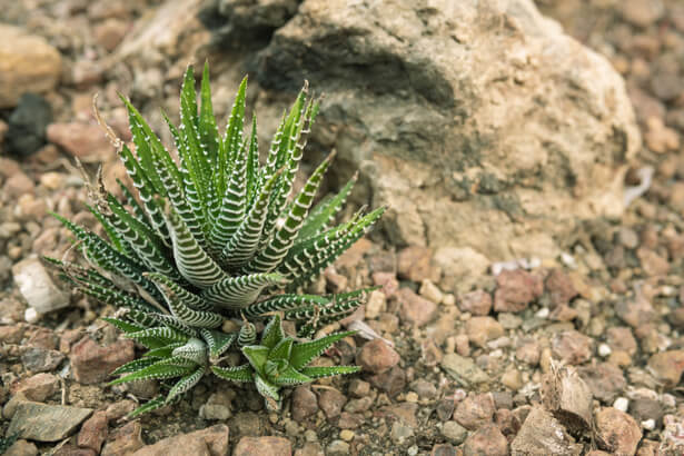 haworthia