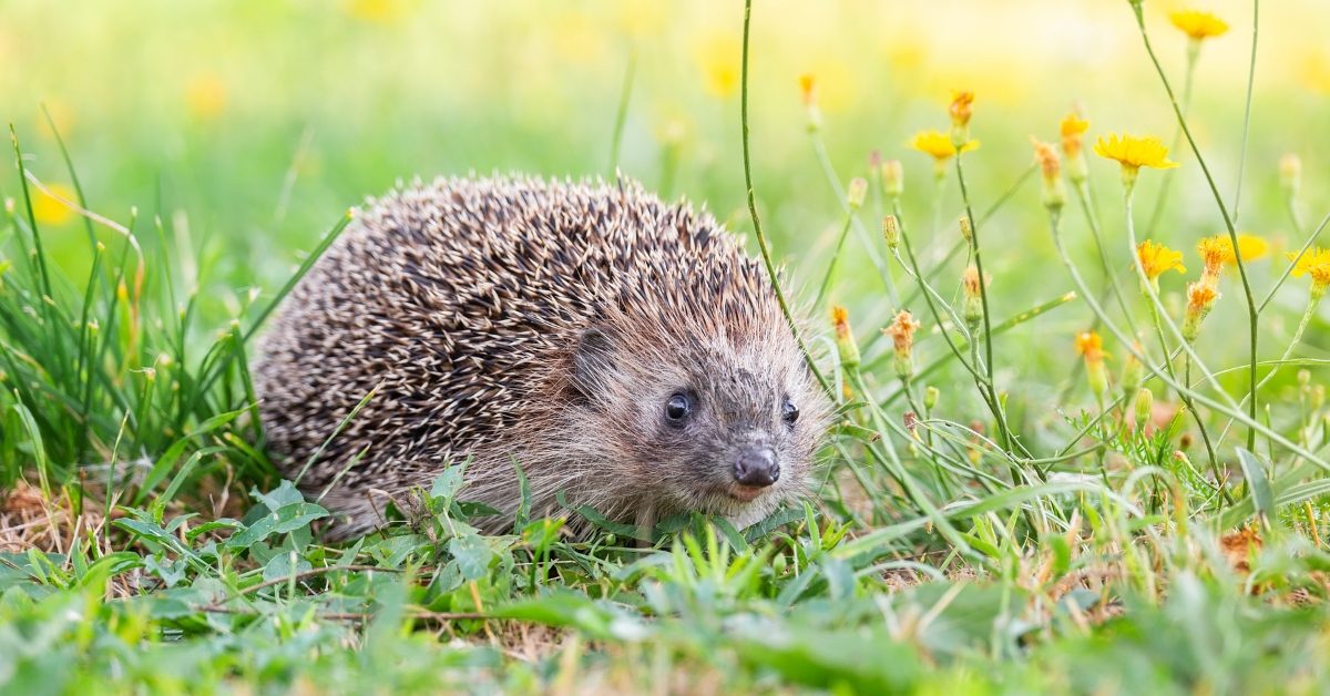 Le hérisson, un formidable indice de la dégradation de la biodiversité