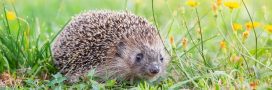 Le hérisson, un formidable indice de la dégradation de la biodiversité Le hérisson, un formidable indice de la dégradation de la biodiversité